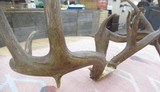 HUGE 19-POINT TROPHY WHITETAIL DEER ANTLERS with DROP-TINES from COLLECTING TEXAS - 7 of 16