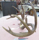 HUGE 19-POINT TROPHY WHITETAIL DEER ANTLERS with DROP-TINES from COLLECTING TEXAS - 8 of 16