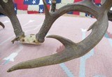 HUGE 19-POINT TROPHY WHITETAIL DEER ANTLERS with DROP-TINES from COLLECTING TEXAS - 15 of 16