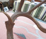 HUGE 19-POINT TROPHY WHITETAIL DEER ANTLERS with DROP-TINES from COLLECTING TEXAS - 13 of 16