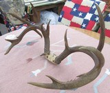 HUGE 19-POINT TROPHY WHITETAIL DEER ANTLERS with DROP-TINES from COLLECTING TEXAS - 9 of 16