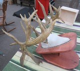 TROPHY WHITETAIL DEER RE-CAST ANTLERS from COLLECTING TEXAS – DECORATION HORNS - 9 of 13