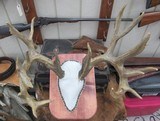 TROPHY WHITETAIL DEER RE-CAST ANTLERS from COLLECTING TEXAS – DECORATION HORNS - 8 of 13