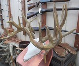 TROPHY WHITETAIL DEER RE-CAST ANTLERS from COLLECTING TEXAS – DECORATION HORNS - 2 of 13