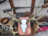 TROPHY WHITETAIL DEER RE-CAST ANTLERS from COLLECTING TEXAS – DECORATION HORNS - 6 of 13