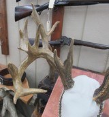TROPHY WHITETAIL DEER RE-CAST ANTLERS from COLLECTING TEXAS – DECORATION HORNS - 4 of 13