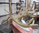 TROPHY WHITETAIL DEER RE-CAST ANTLERS from COLLECTING TEXAS – DECORATION HORNS - 5 of 13