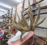TROPHY WHITETAIL DEER RE-CAST ANTLERS from COLLECTING TEXAS – DECORATION HORNS - 3 of 13