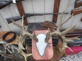 TROPHY WHITETAIL DEER RE-CAST ANTLERS from COLLECTING TEXAS – DECORATION HORNS - 7 of 13