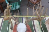 TROPHY WHITETAIL DEER RE-CAST ANTLERS from COLLECTING TEXAS – DECORATION HORNS - 13 of 13