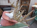 TROPHY WHITETAIL DEER RE-CAST ANTLERS from COLLECTING TEXAS – DECORATION HORNS - 10 of 13