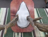 TROPHY WHITETAIL DEER RE-CAST ANTLERS from COLLECTING TEXAS – DECORATION HORNS - 12 of 13