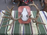 TROPHY WHITETAIL DEER RE-CAST ANTLERS from COLLECTING TEXAS – DECORATION HORNS - 11 of 13