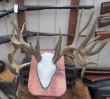 TROPHY WHITETAIL DEER RE-CAST ANTLERS from COLLECTING TEXAS – DECORATION HORNS