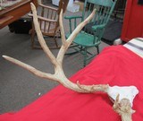 HUGE WHITETAIL DEER SKULL MOUNT ANTLERS
from COLLECTING TEXAS – GREAT DECORATION PIECE - 5 of 12