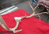 HUGE WHITETAIL DEER SKULL MOUNT ANTLERS
from COLLECTING TEXAS – GREAT DECORATION PIECE - 7 of 12