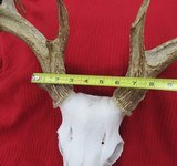 HUGE WHITETAIL DEER SKULL MOUNT ANTLERS
from COLLECTING TEXAS – GREAT DECORATION PIECE - 11 of 12