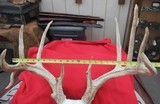 HUGE WHITETAIL DEER SKULL MOUNT ANTLERS
from COLLECTING TEXAS – GREAT DECORATION PIECE - 10 of 12