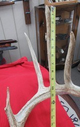 HUGE WHITETAIL DEER SKULL MOUNT ANTLERS
from COLLECTING TEXAS – GREAT DECORATION PIECE - 8 of 12