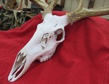 HUGE WHITETAIL DEER SKULL MOUNT ANTLERS
from COLLECTING TEXAS – GREAT DECORATION PIECE - 12 of 12
