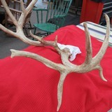 HUGE WHITETAIL DEER SKULL MOUNT ANTLERS
from COLLECTING TEXAS – GREAT DECORATION PIECE - 4 of 12