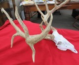 HUGE WHITETAIL DEER SKULL MOUNT ANTLERS
from COLLECTING TEXAS – GREAT DECORATION PIECE - 3 of 12