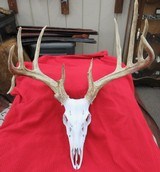 HUGE WHITETAIL DEER SKULL MOUNT ANTLERS
from COLLECTING TEXAS – GREAT DECORATION PIECE - 2 of 12