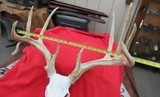 HUGE WHITETAIL DEER SKULL MOUNT ANTLERS
from COLLECTING TEXAS – GREAT DECORATION PIECE - 9 of 12