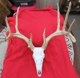 HUGE WHITETAIL DEER SKULL MOUNT ANTLERS
from COLLECTING TEXAS – GREAT DECORATION PIECE