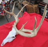 HUGE WHITETAIL DEER SKULL MOUNT ANTLERS
from COLLECTING TEXAS – GREAT DECORATION PIECE - 6 of 12