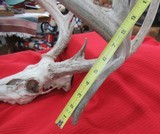 KANSAS FOUND TROPHY WHITETAIL DEER ANTLERS from COLLECTING TEXAS - 10 of 11