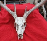 KANSAS FOUND TROPHY WHITETAIL DEER ANTLERS from COLLECTING TEXAS - 3 of 11