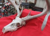 KANSAS FOUND TROPHY WHITETAIL DEER ANTLERS from COLLECTING TEXAS - 11 of 11