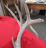 KANSAS FOUND TROPHY WHITETAIL DEER ANTLERS from COLLECTING TEXAS - 5 of 11