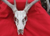 KANSAS FOUND TROPHY WHITETAIL DEER ANTLERS from COLLECTING TEXAS - 2 of 11
