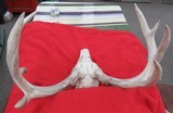 KANSAS FOUND TROPHY WHITETAIL DEER ANTLERS from COLLECTING TEXAS - 8 of 11