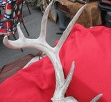 KANSAS FOUND TROPHY WHITETAIL DEER ANTLERS from COLLECTING TEXAS - 7 of 11