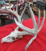 KANSAS FOUND TROPHY WHITETAIL DEER ANTLERS from COLLECTING TEXAS - 6 of 11