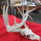 KANSAS FOUND TROPHY WHITETAIL DEER ANTLERS from COLLECTING TEXAS - 4 of 11