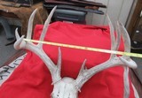 KANSAS FOUND TROPHY WHITETAIL DEER ANTLERS from COLLECTING TEXAS - 9 of 11