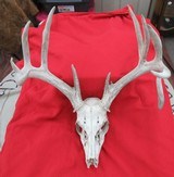 KANSAS FOUND TROPHY WHITETAIL DEER ANTLERS from COLLECTING TEXAS