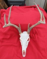 THREE SOUTH TEXAS SKULL MOUNT WHITETAIL DEER ANTLERS from COLLECTING TEXAS – GOOD DECORATION HORNS - 6 of 13