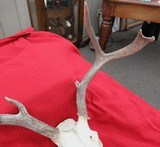 THREE SOUTH TEXAS SKULL MOUNT WHITETAIL DEER ANTLERS from COLLECTING TEXAS – GOOD DECORATION HORNS - 3 of 13