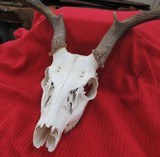 THREE SOUTH TEXAS SKULL MOUNT WHITETAIL DEER ANTLERS from COLLECTING TEXAS – GOOD DECORATION HORNS - 13 of 13