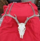 THREE SOUTH TEXAS SKULL MOUNT WHITETAIL DEER ANTLERS from COLLECTING TEXAS – GOOD DECORATION HORNS - 2 of 13