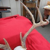 THREE SOUTH TEXAS SKULL MOUNT WHITETAIL DEER ANTLERS from COLLECTING TEXAS – GOOD DECORATION HORNS - 8 of 13