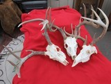 THREE SOUTH TEXAS SKULL MOUNT WHITETAIL DEER ANTLERS from COLLECTING TEXAS – GOOD DECORATION HORNS