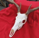 THREE SOUTH TEXAS SKULL MOUNT WHITETAIL DEER ANTLERS from COLLECTING TEXAS – GOOD DECORATION HORNS - 9 of 13