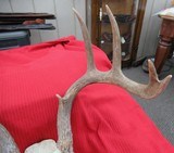 THREE SOUTH TEXAS SKULL MOUNT WHITETAIL DEER ANTLERS from COLLECTING TEXAS – GOOD DECORATION HORNS - 12 of 13
