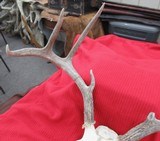 THREE SOUTH TEXAS SKULL MOUNT WHITETAIL DEER ANTLERS from COLLECTING TEXAS – GOOD DECORATION HORNS - 4 of 13